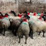 30 super Suffolk ewe lambs Image 6