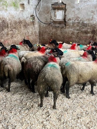 30 super Suffolk ewe lambs