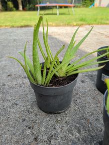 Aloe Vera
