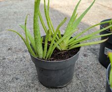 Aloe Vera