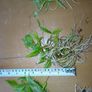 Aquarium plants Image 2
