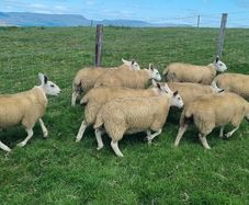 Ewe lambs