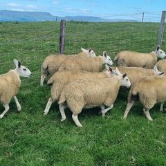 Ewe lambs