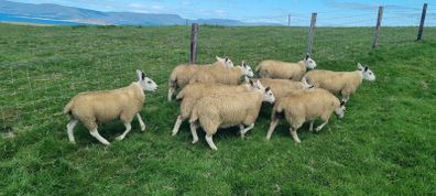 Ewe lambs