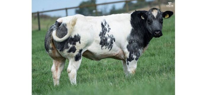 Show cattle - In Calf and Maiden Heifer sale