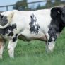 Show cattle - In Calf and Maiden Heifer sale Image 10