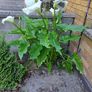 Lily calla white Image 2