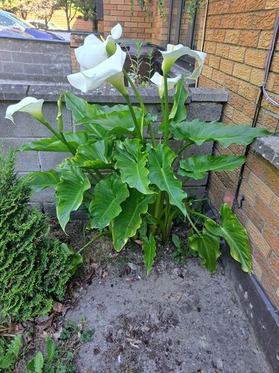 Lily calla white