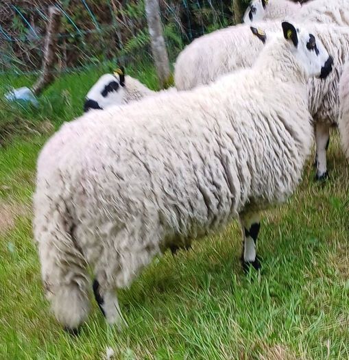 Excellent Kerryhill Hogget rams for sale