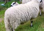 Excellent Kerryhill Hogget rams for sale