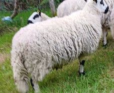 Excellent Kerryhill Hogget rams for sale