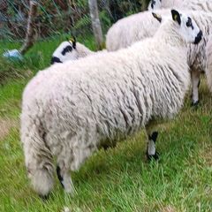 Excellent Kerryhill Hogget rams for sale
