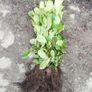 Laurel Hedging Image 6