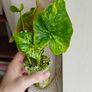 Syngonium Confetti Tricolor plant Image 3
