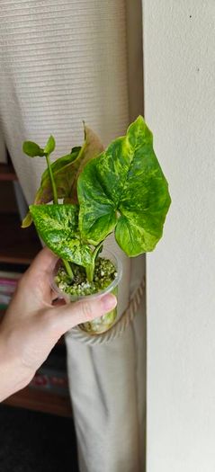 Syngonium Confetti Tricolor plant