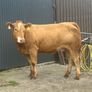 In Calf Heifers Oct 10th Ballinasloe Mart Image 5