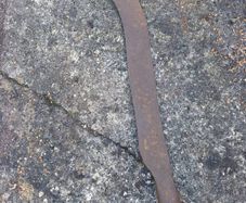 Antique Slash hook