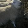 Ewe and Ram Lambs for sale Image 8