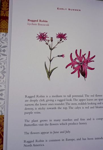 Ireland's Flora and Fauna Appletree Deluxe Editions Trees and Shrubs Wild Flowers Birds a beautiful collection of three books with lovely illustrations in excellent condition with no issues FREE STANDARD POSTAGE INCLUDED