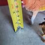 Vintage unknown maker Large hard rubber plastic 2 Collie Dogs Orange yellow white Image 5