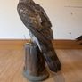 Large taxidermy sparrowhawk Image 2