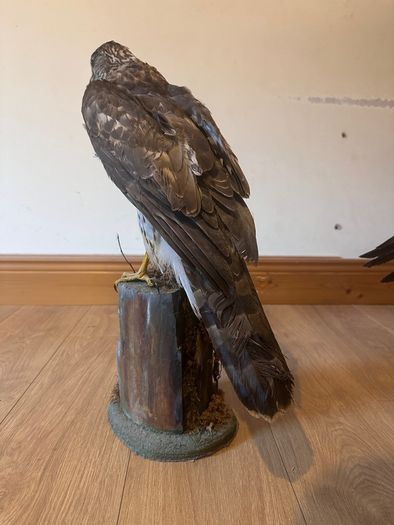 Large taxidermy sparrowhawk