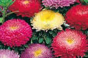 (A) Aster Pompon Mix seeds 0,5g (414239)