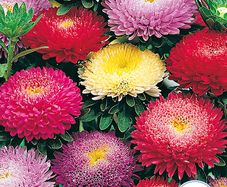 (A) Aster Pompon Mix seeds 0,5g (414239)