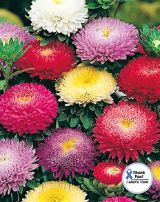 (A) Aster Pompon Mix seeds 0,5g (414239)
