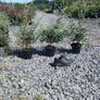 Laurel Hedging in 5 litre pots 4 ft just...5 euro Image 6