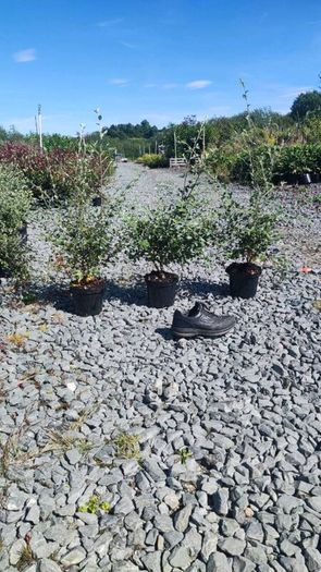 Laurel Hedging in 5 litre pots 4 ft just...5 euro