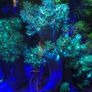 Kenya Tree Marine Coral Image 2