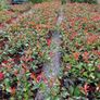 Red Robin Hedging TWO EUROS Image 7