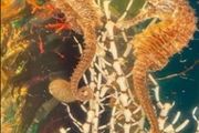 Lucite sea scape ornament