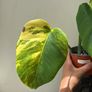 Monstera Aurea Image 3