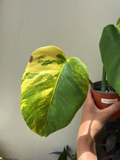 Monstera Aurea