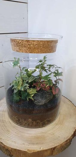 Terrarium 25x18cm