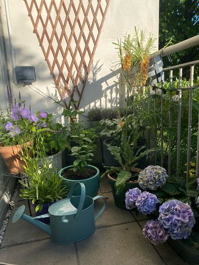Garden Plants & Pots