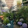 Garden Plants & Pots Image 4