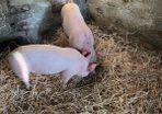 Pigs, weiner pigs