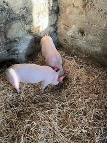 Pigs, weiner pigs