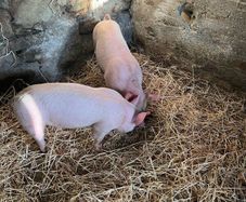 Pigs, weiner pigs