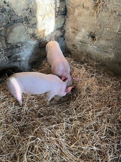 Pigs, weiner pigs