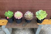 various rare variegated aeoniums