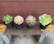 various rare variegated aeoniums