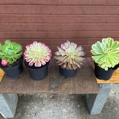 various rare variegated aeoniums