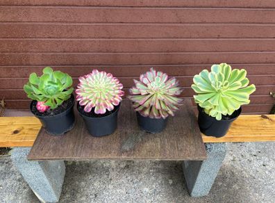 various rare variegated aeoniums