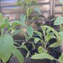 Foxglove Image 6
