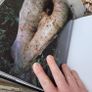 wildlife book Image 3