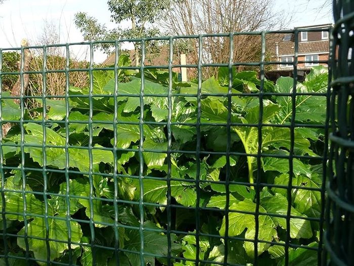 NEW SALE | Green Plastic Garden Fencing Mesh Netting Climbing Plants Vegetables Pets 5m x 0.5m x 20mm